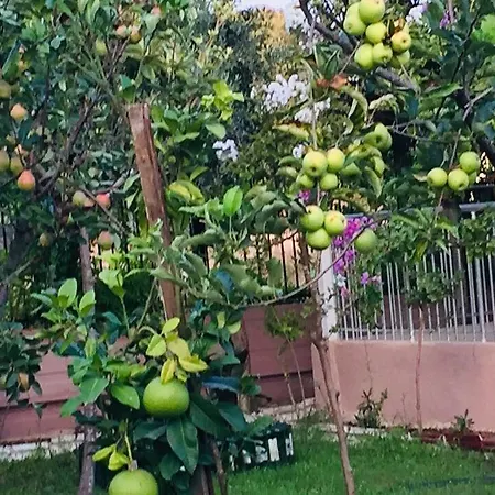 Elis Готель Сіде