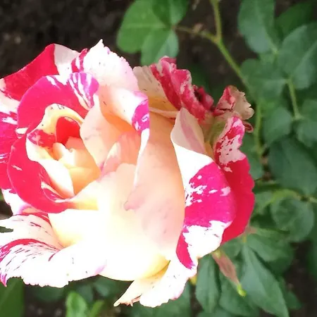 Elis Готель 3*